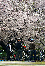 Tokyo cycling